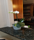 A New Year Flower